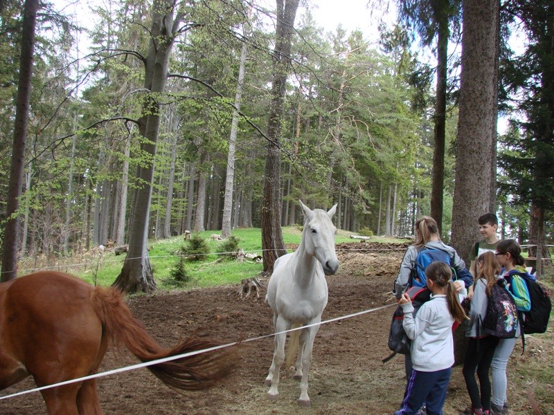 Klopni vrh za oš (13.5.2017) - foto povečava