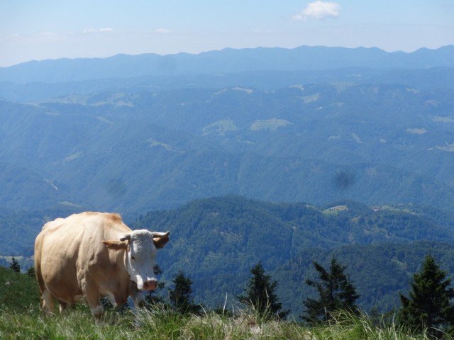 Porezen (jun. 2017 + ogledna t.) - foto