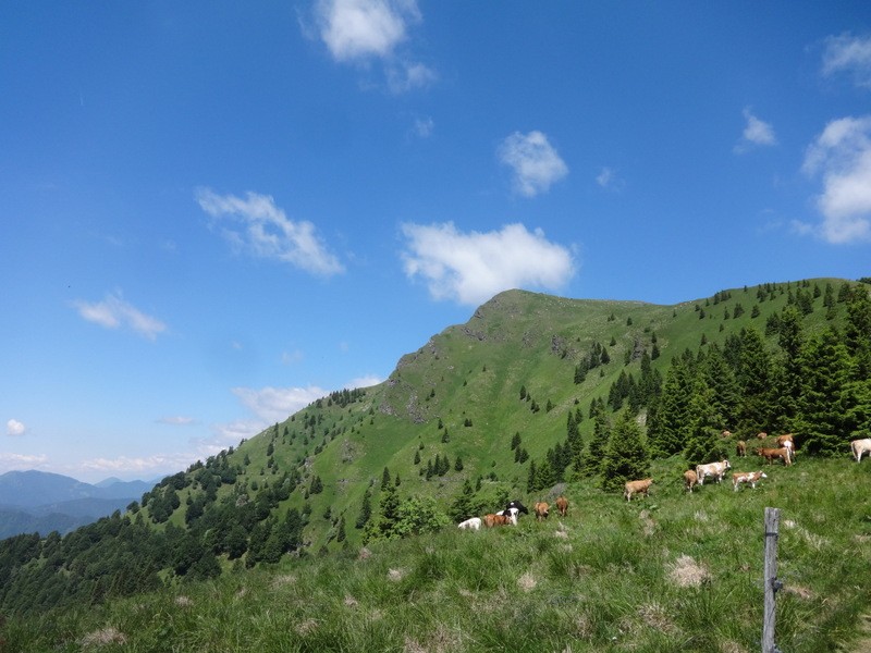 Porezen (jun. 2017 + ogledna t.) - foto povečava