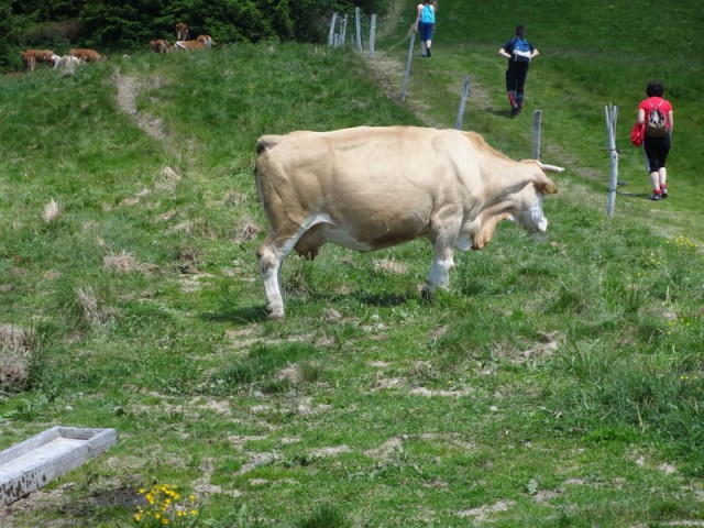 Porezen (jun. 2017 + ogledna t.) - foto