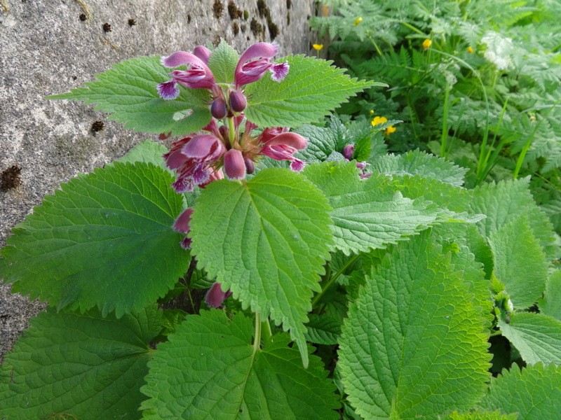 Porezen (jun. 2017 + ogledna t.) - foto povečava