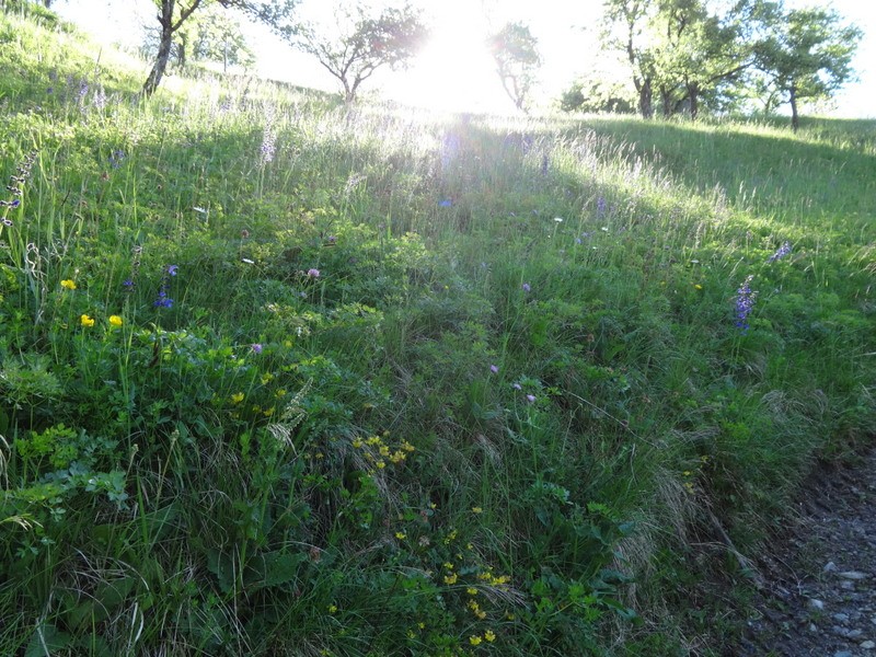 Porezen (jun. 2017 + ogledna t.) - foto povečava