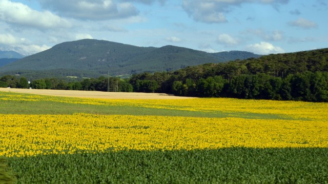 Schneeberg (jul.+ogl.t.) - foto