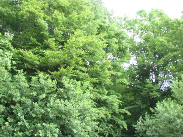 1. pohod VDC POLŽ (22.6.2017) - foto