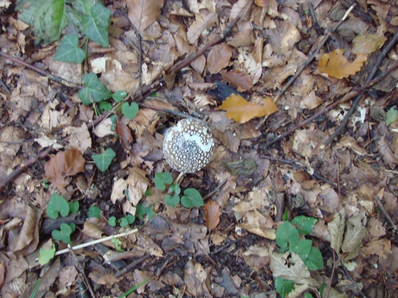 Stene Sv. Ane, Grmada (22.10.2107 + ogl. t.) - foto povečava