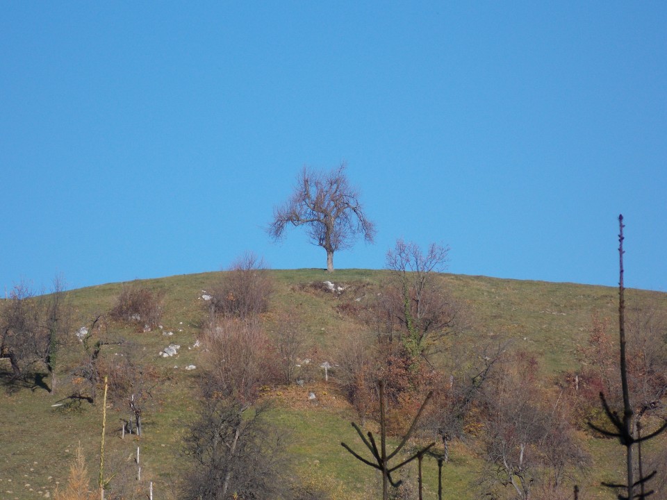 Gora oljka (16.12.2017 + ogl.t.) - foto povečava