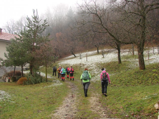 Gora oljka (16.12.2017 + ogl.t.) - foto