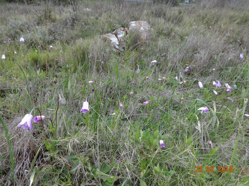 Otok vis (ogled.t.) - foto povečava