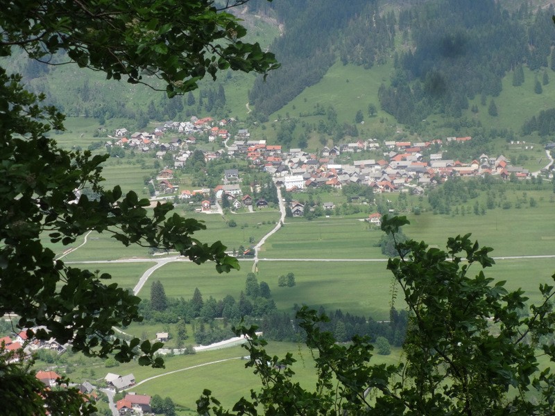 Jerebikovec - foto povečava