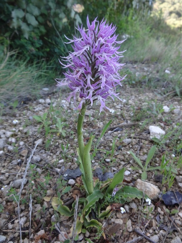 Mljet 1. (24.-28.4.2019) - foto povečava