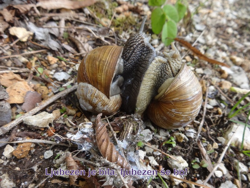 Zasavje zg. slivna + ogl.t.(25.5.2019) - foto povečava