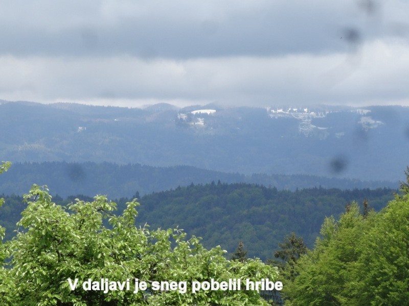 Zasavje zg. slivna + ogl.t.(25.5.2019) - foto povečava