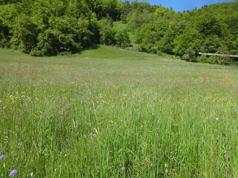 Zasavje zg. slivna + ogl.t.(25.5.2019) - foto povečava