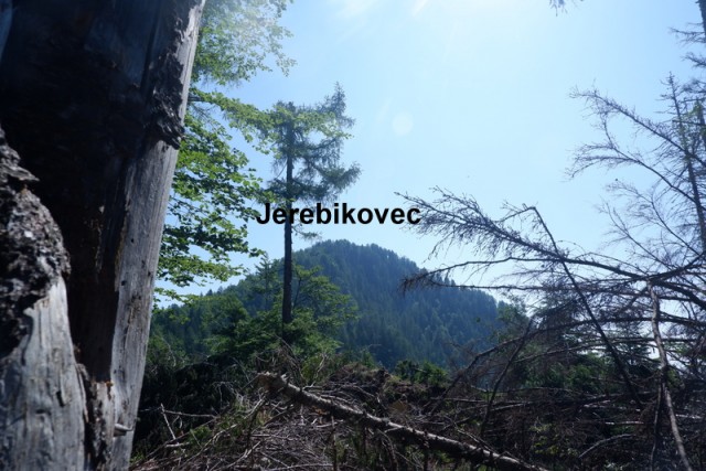 Jerebikovec+ogl.tura (6.7.2019) - foto