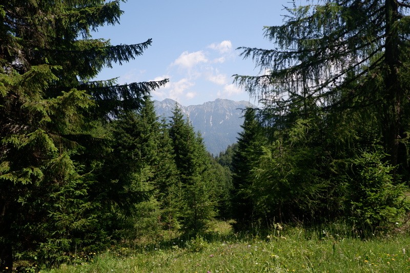 Jerebikovec+ogl.tura (6.7.2019) - foto povečava