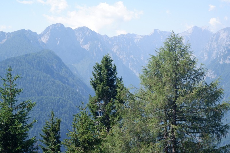 Jerebikovec+ogl.tura (6.7.2019) - foto povečava