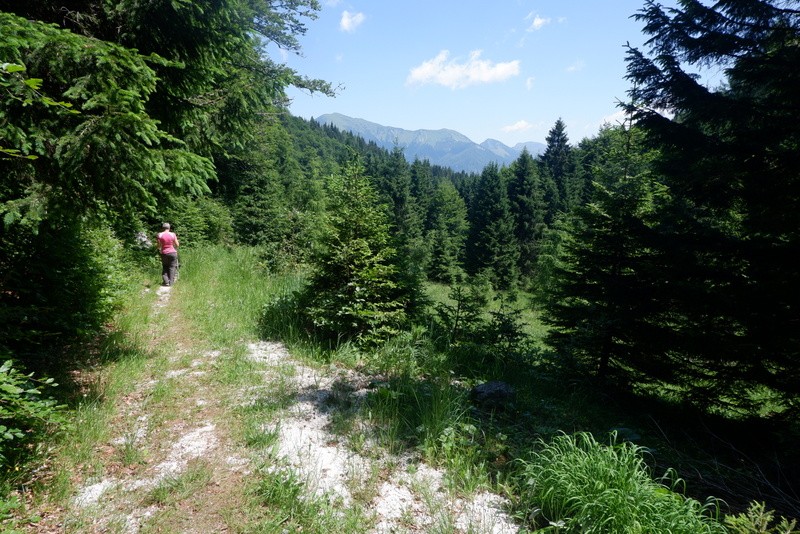 Jerebikovec+ogl.tura (6.7.2019) - foto povečava