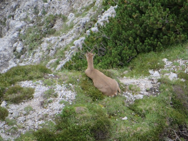 Svete Višarje in Kamniti lovec (3.8.2019) - foto