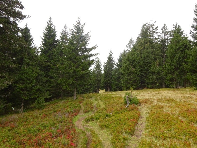 Smrekovško pogorje (14.9.2019) - foto povečava