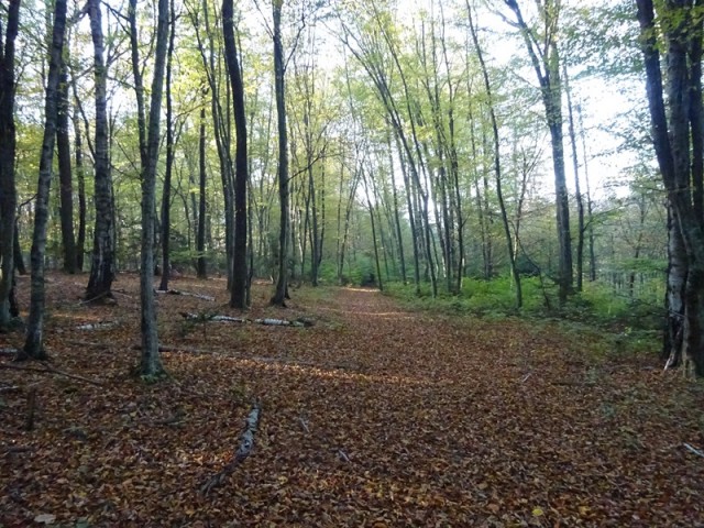 Pohod ob občinskem prazniku (26.10.2019) - foto