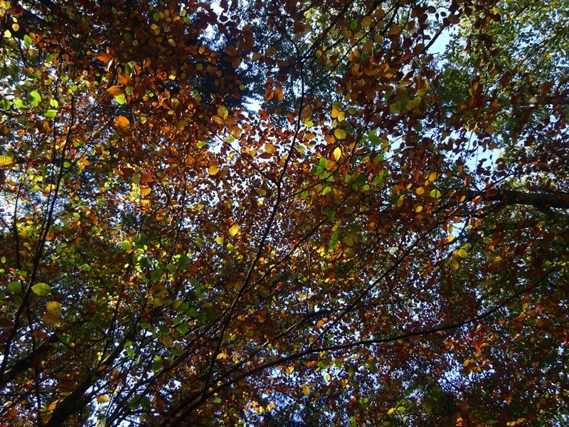Pohod ob občinskem prazniku (26.10.2019) - foto povečava