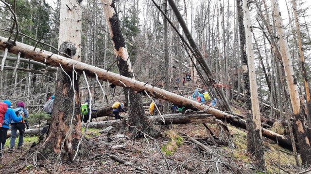 Po Avrikljevi poti (2.5.2021 + ogl.t.) - foto