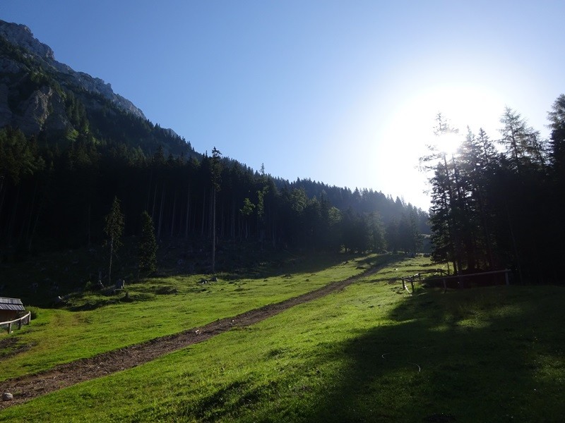Tolsta košuta (23.7.2022 + ogl.t.) - foto povečava