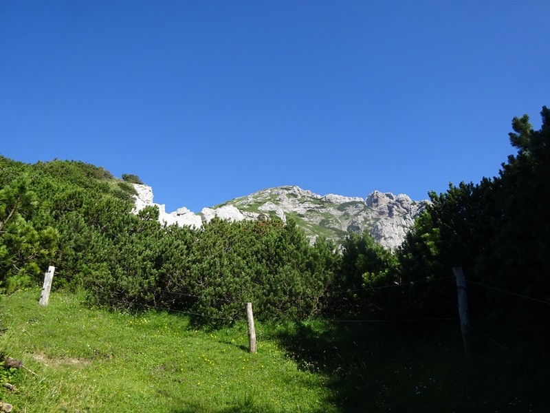 Tolsta košuta (23.7.2022 + ogl.t.) - foto povečava