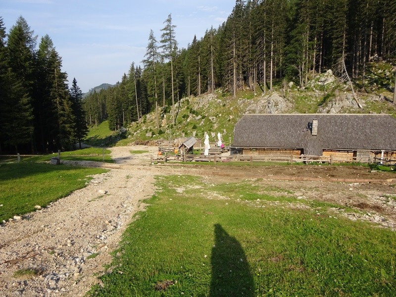 Tolsta košuta (23.7.2022 + ogl.t.) - foto povečava
