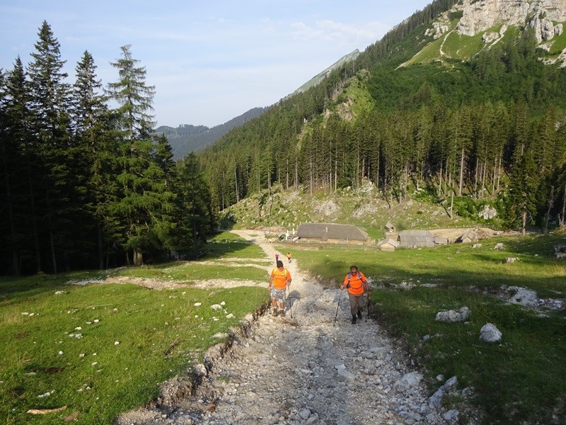 Tolsta košuta (23.7.2022 + ogl.t.) - foto povečava