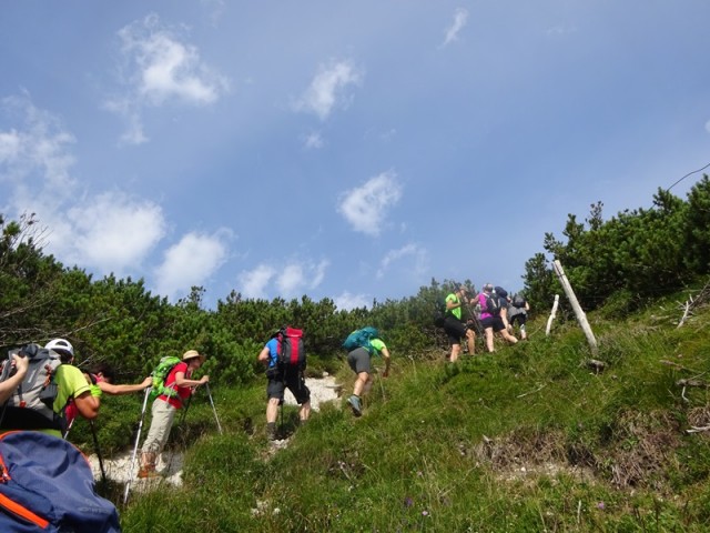 Tolsta košuta (23.7.2022 + ogl.t.) - foto