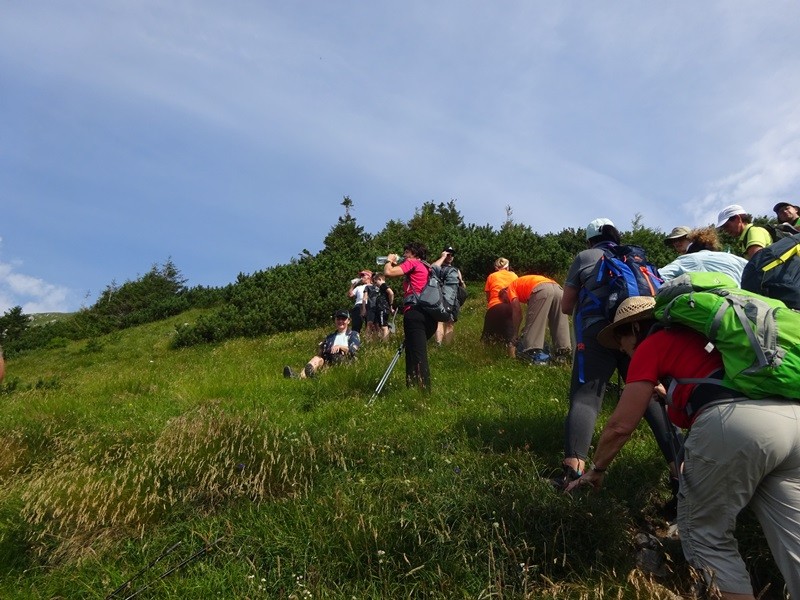 Tolsta košuta (23.7.2022 + ogl.t.) - foto povečava