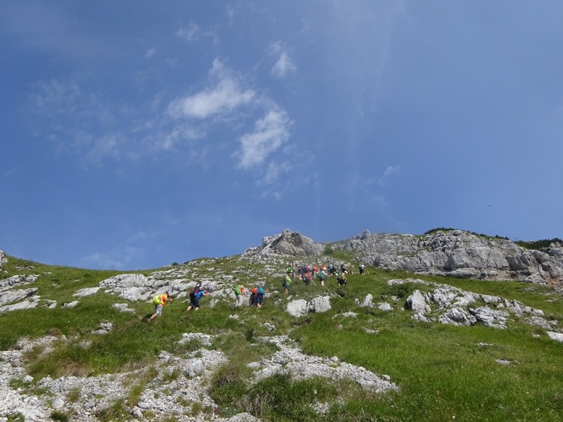 Tolsta košuta (23.7.2022 + ogl.t.) - foto povečava