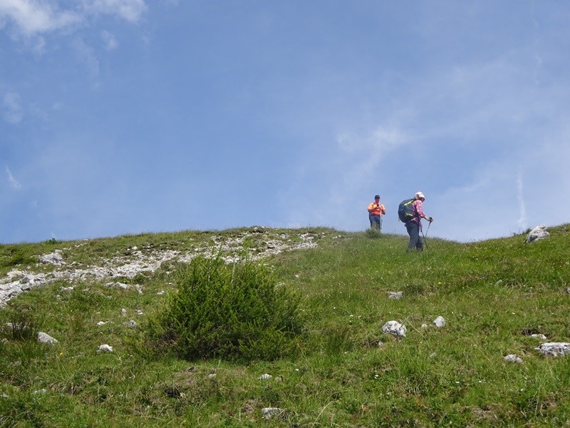 Tolsta košuta (23.7.2022 + ogl.t.) - foto povečava