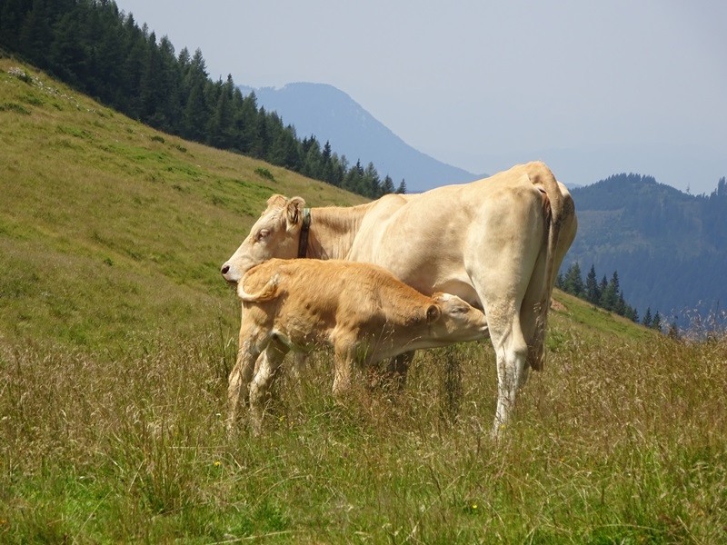 Tolsta košuta (23.7.2022 + ogl.t.) - foto povečava