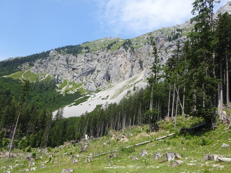 Tolsta košuta (23.7.2022 + ogl.t.) - foto povečava
