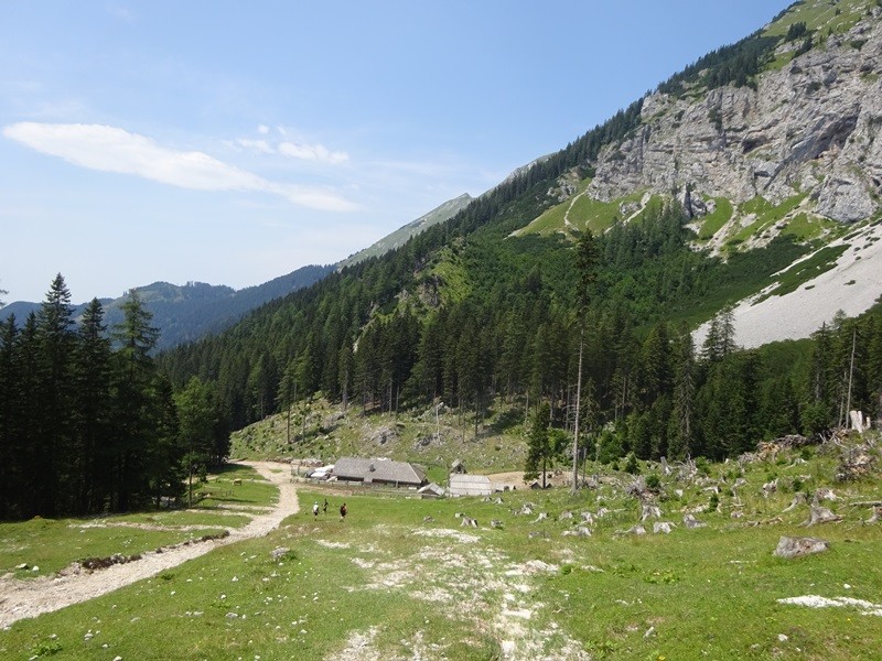Tolsta košuta (23.7.2022 + ogl.t.) - foto povečava