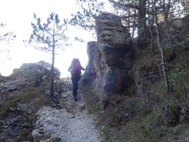 Kucelj na čavnu (26.11.2022 + ogl.t.) - foto