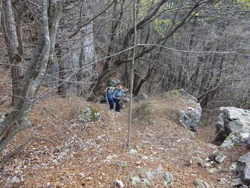 Kucelj na čavnu (26.11.2022 + ogl.t.) - foto povečava