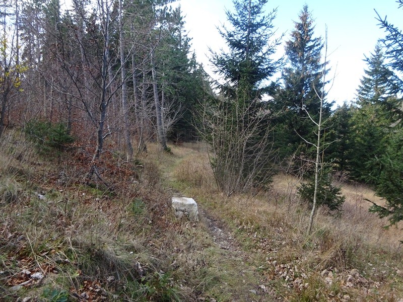 Kucelj na čavnu (26.11.2022 + ogl.t.) - foto povečava