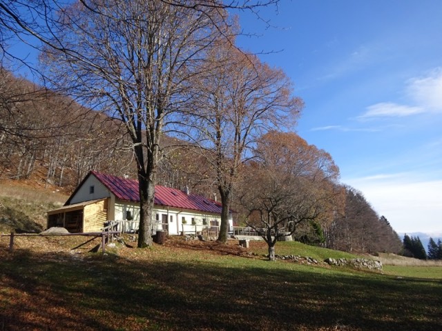 Kucelj na čavnu (26.11.2022 + ogl.t.) - foto