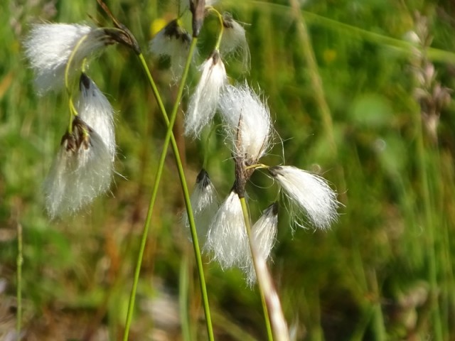 Bloška planota (17.6.2023) - foto