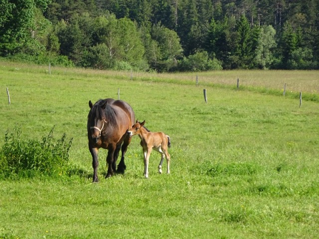 Bloška planota (17.6.2023) - foto