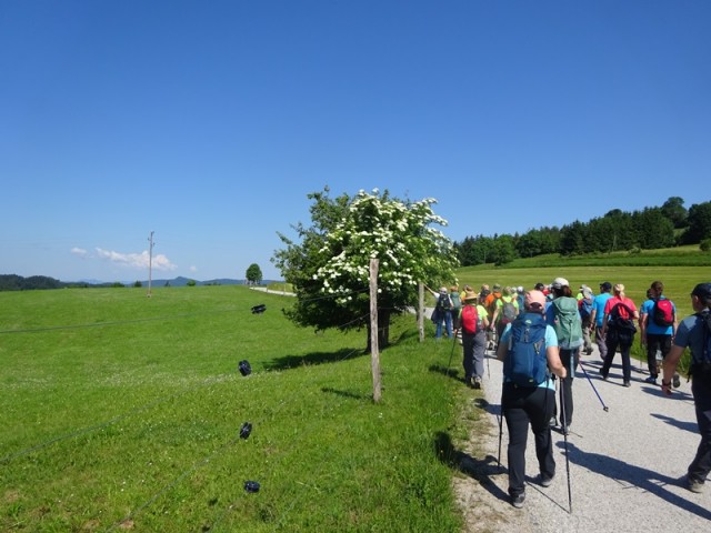Bloška planota (17.6.2023) - foto