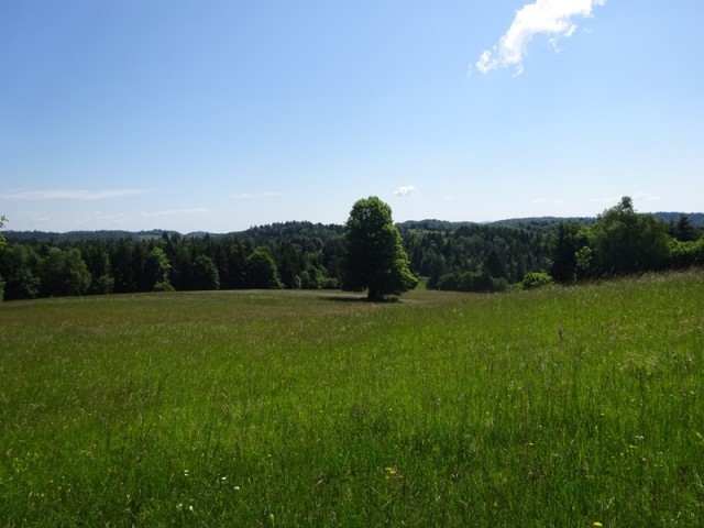 Bloška planota (17.6.2023) - foto