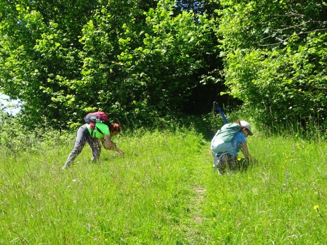 Bloška planota (17.6.2023) - foto