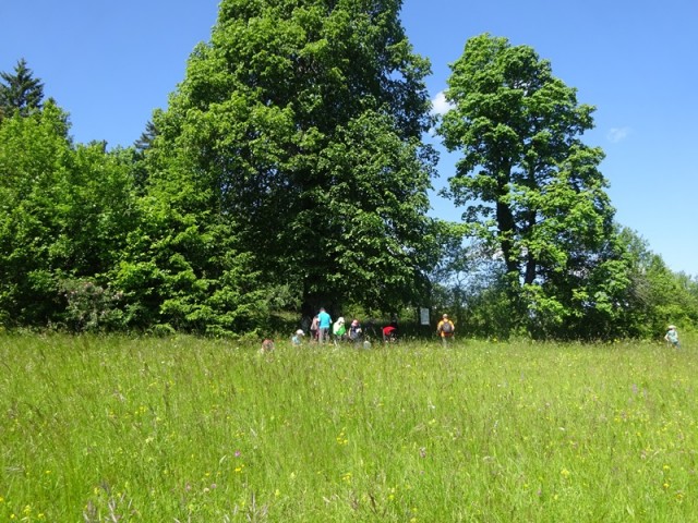 Bloška planota (17.6.2023) - foto