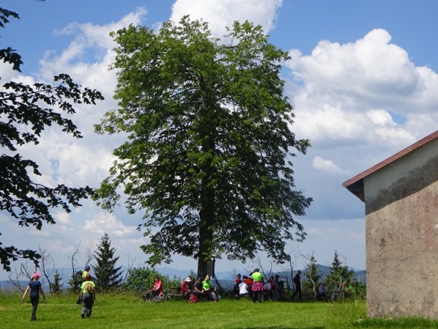 Bloška planota (17.6.2023) - foto