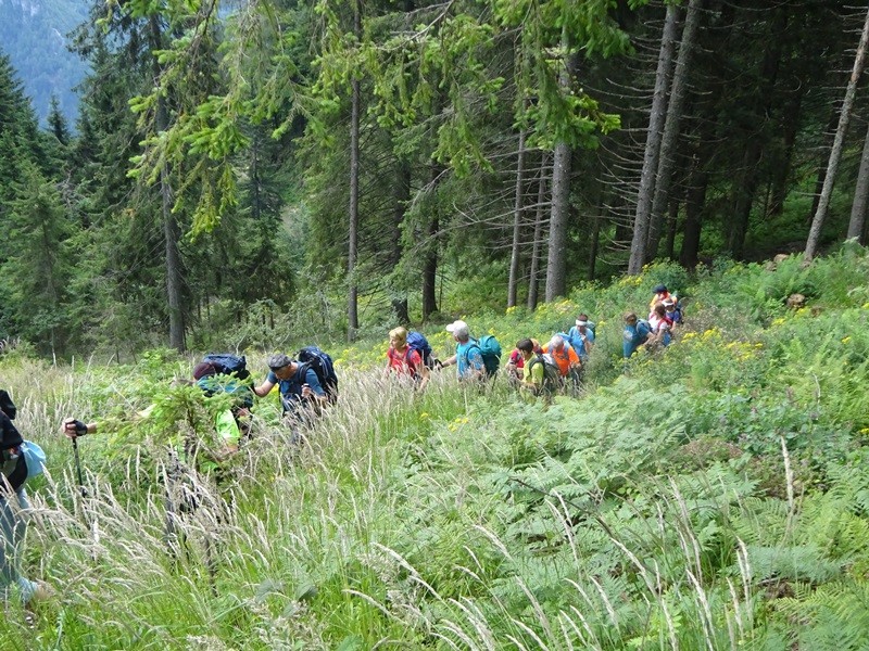 Pristovški storžič (29.7.2023 in ogl.t.) - foto povečava