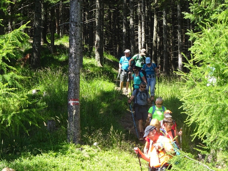 Pristovški storžič (29.7.2023 in ogl.t.) - foto povečava